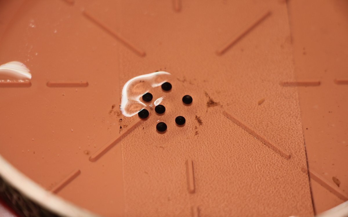 Laich wird sorgfältig in einer kleinen Wasserpfütze gehalten. 