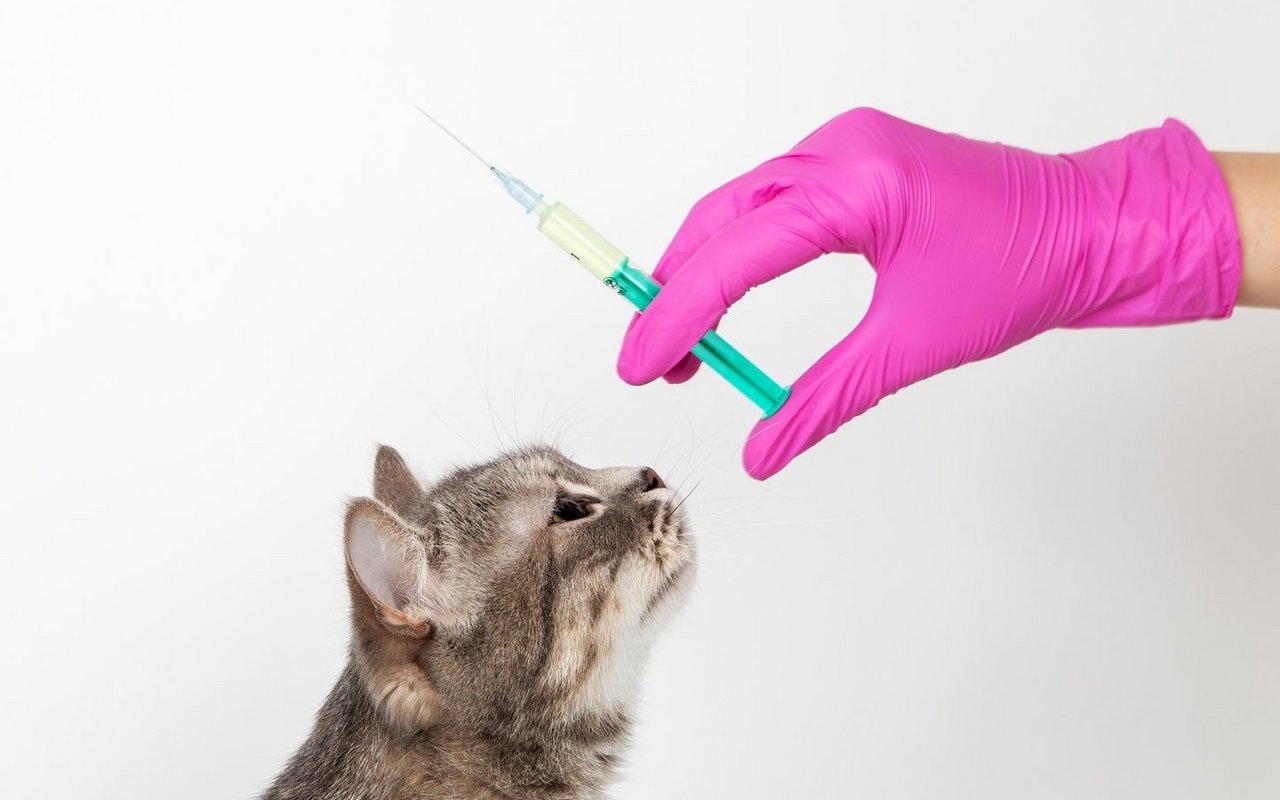 Katzen sollten gegen bestimmte Krankheiten geimpft werden, um sie zu schützen.