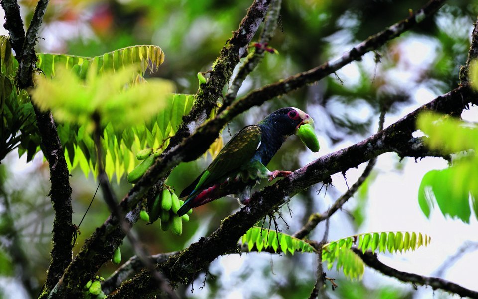 Weisskopfpapgei im Regenwald Costa Ricas. 