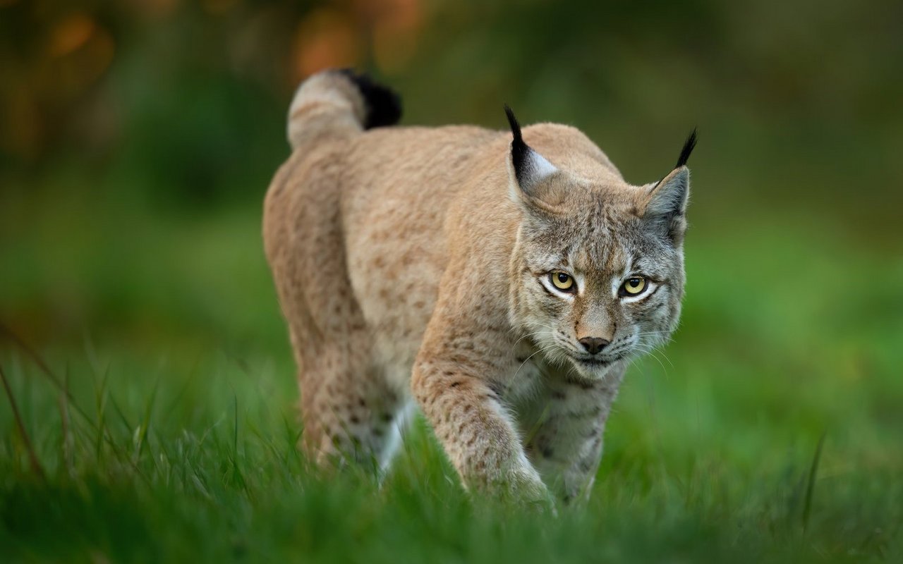 Luchse sind äusserst geschickte Jäger. Ihre Beute besteht hauptsächlich aus Rehen und Gämsen.