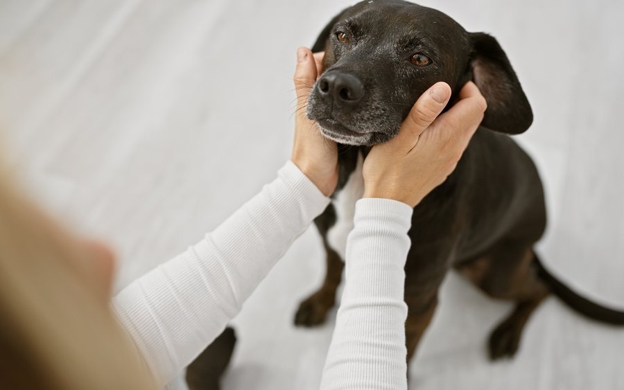 Die Kastration kann im Rahmen der Präventionsleistungen übernommen werden.