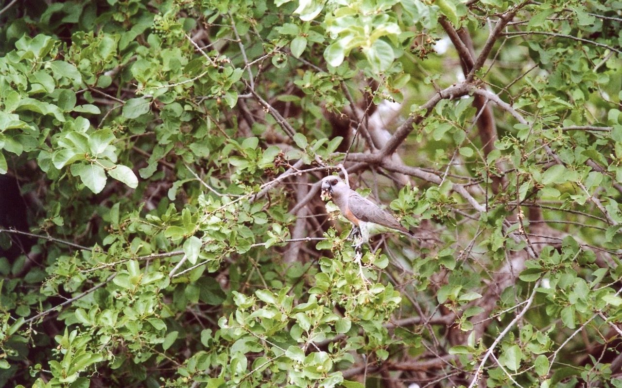 Ein Rotbauchpapagei in einem Sandpapierstrauch im Norden Tansanias. 
