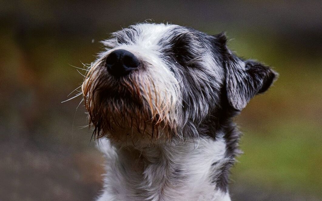 Velvet hat sein Augenlicht, aber nicht seine Lebensfreude verloren.
