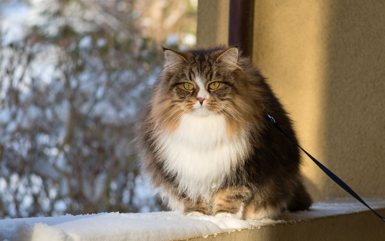 Das dichte Fell ist typisch für echte Sibirische Katzen.