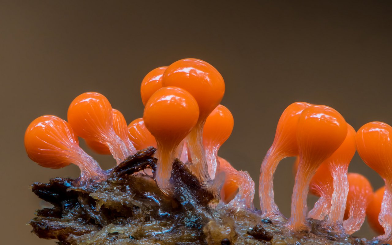 Löwenfrüchtchen gehören aufgrund der knallorangen Farbe zu den auffälligsten Schleimpilzen.