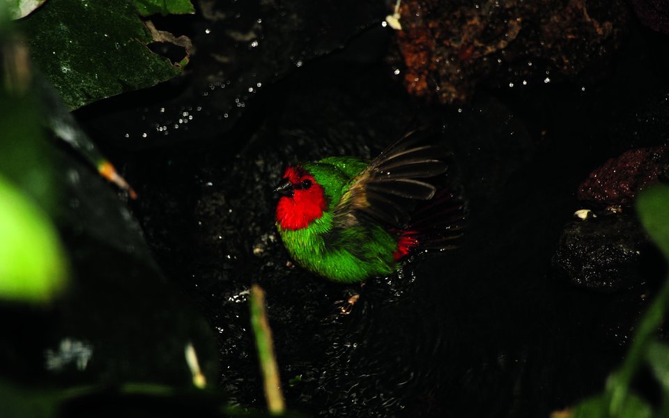 Vögel baden mehrmals täglich, so wie diese Rotkopf-Papageiamadine.