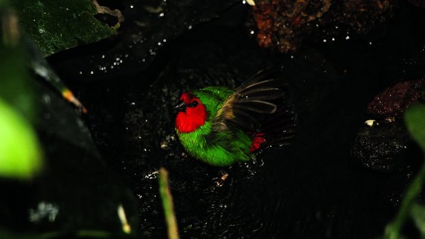 Vögel baden mehrmals täglich, so wie diese Rotkopf-Papageiamadine.