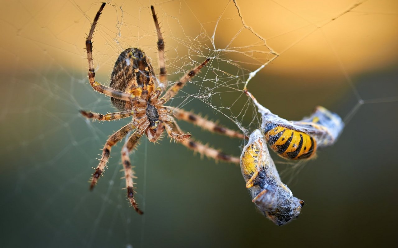 Spinnen werden gefürchtet, sind jedoch nützlich.