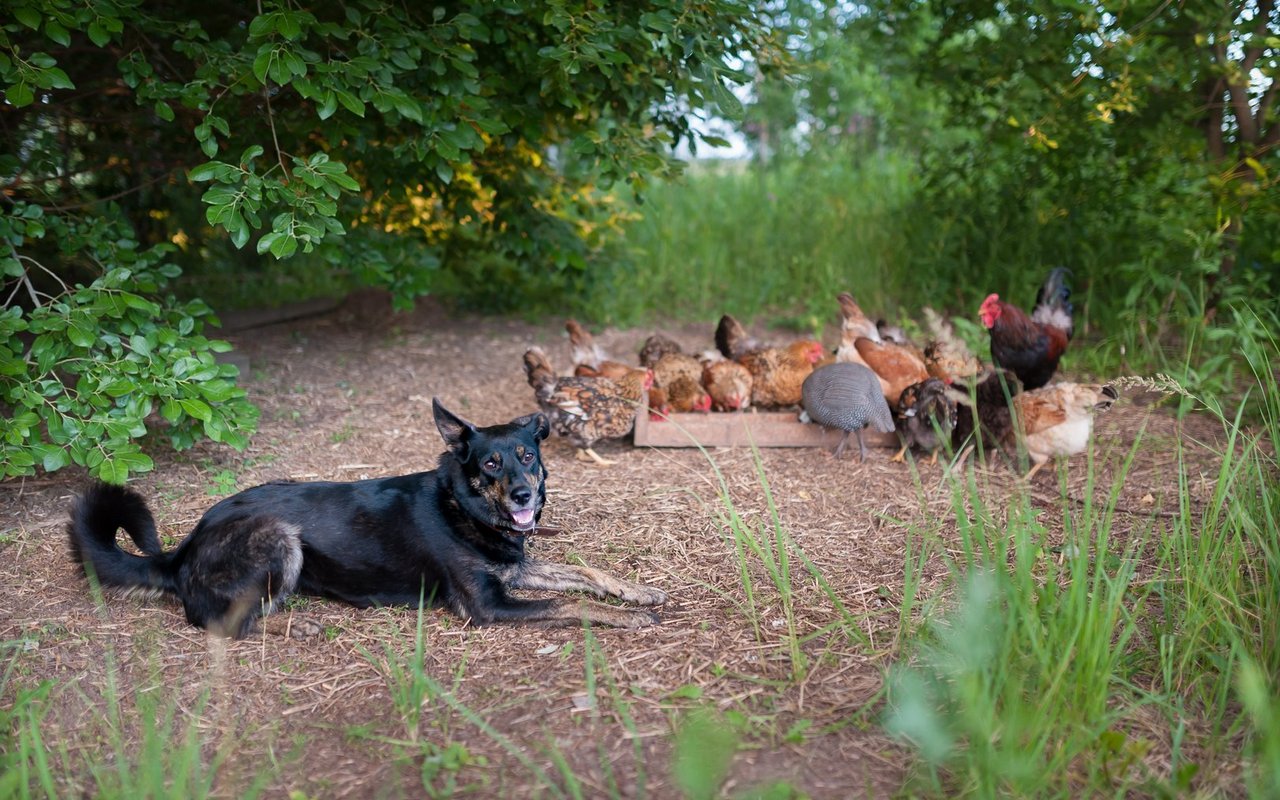 Hunde halten Wildtiere fern.