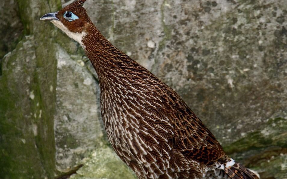 Die Rostschwanz-Glanzfasan-Henne in ihrer Voliere, welche dem bergigen Lebensraum nach empfunden wurde. 