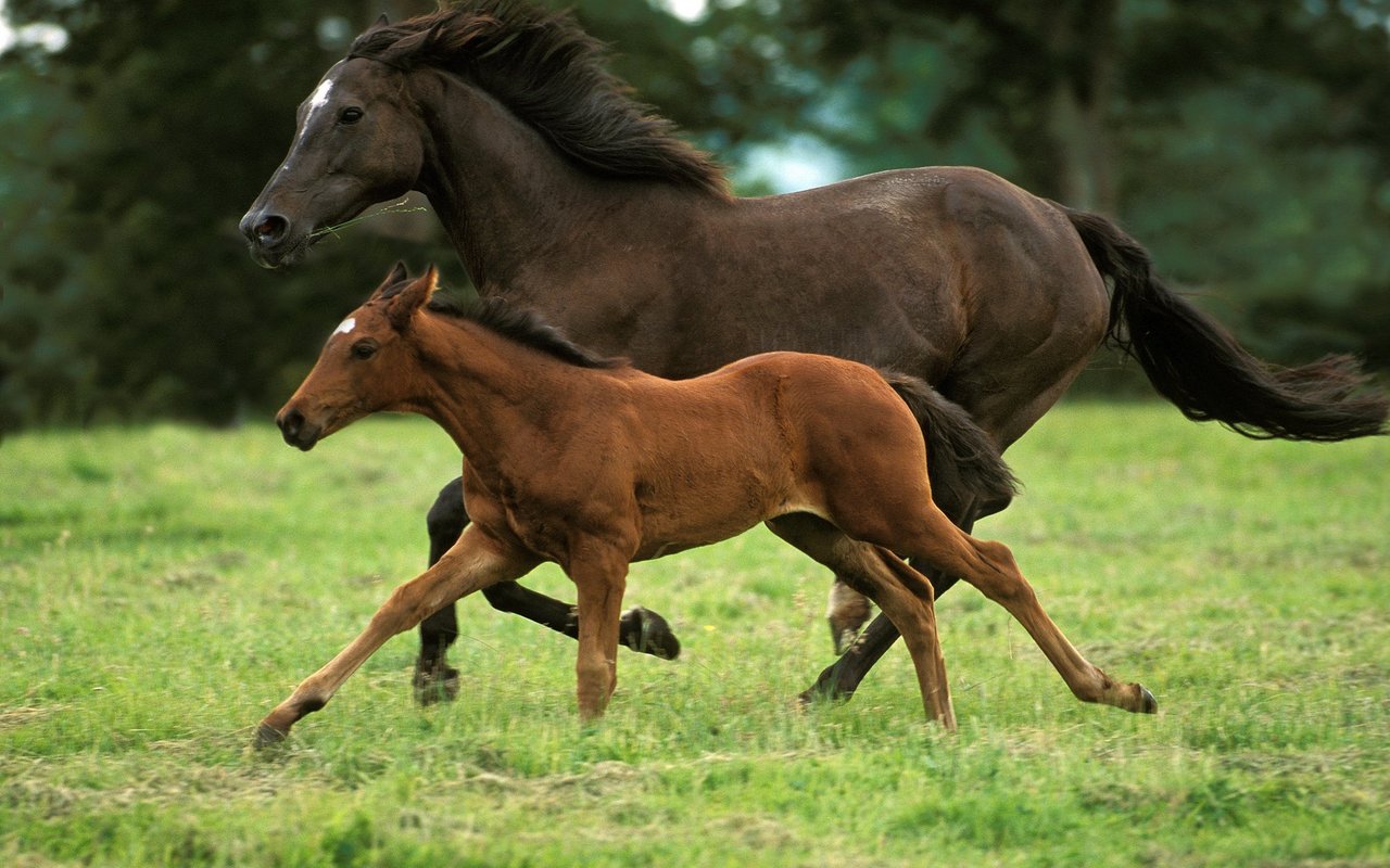 Sie haben eine vorgreifende und flache Galoppade. 