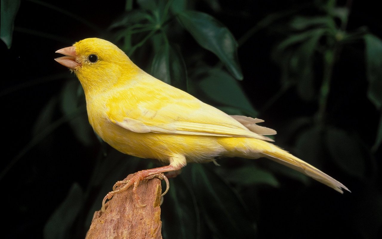 Kanarienvögel waren für Bergarbeiter eine Lebensversicherung.