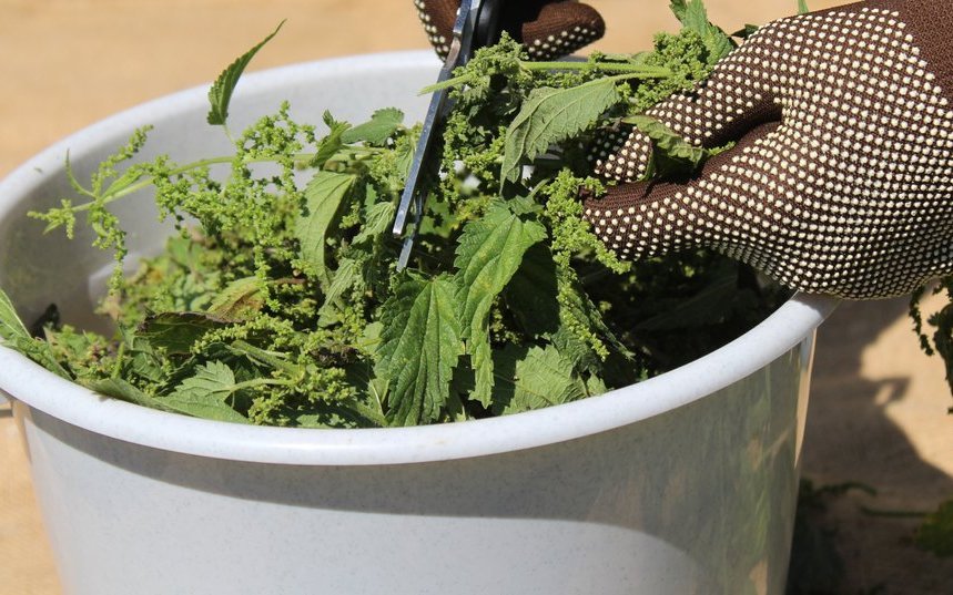 Brennnesseldünger eignet sich hervorragend für Starkzehrer.