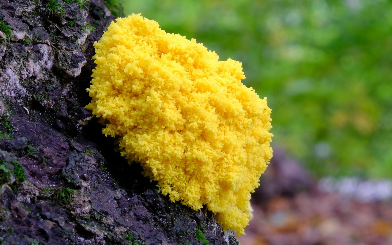 Die Gelbe Lohblüte oder Hexenbutter wird mancherorts gegessen.