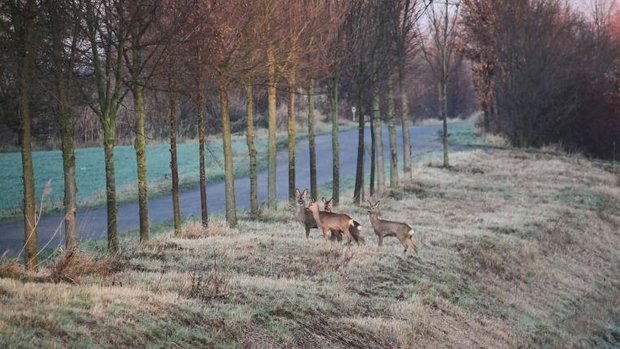 Hirsche überqueren die Strasse