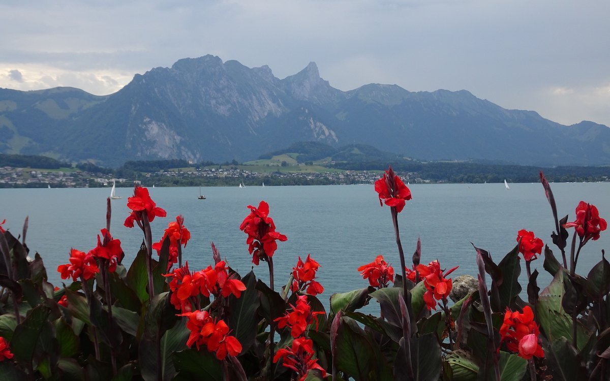 Flammende Cannas kontrastieren mit dem Wasser und den dahinter liegenden Bergen. 