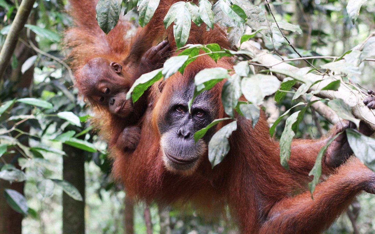 Sumatra Orang-Utan