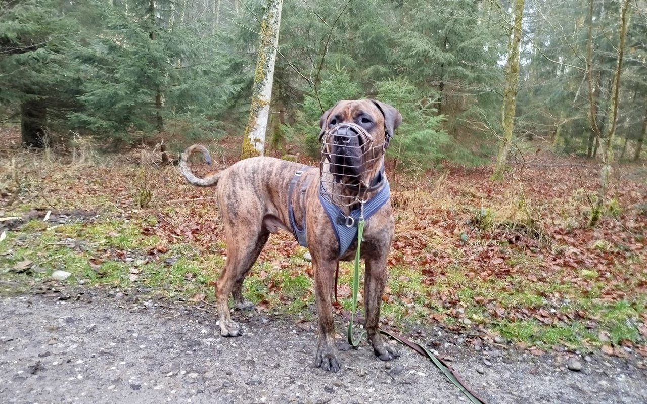 Der dreijährige Presa Canario Thanos ist momentan auf Pflegeplatz bei Wotans Tierhilfe.