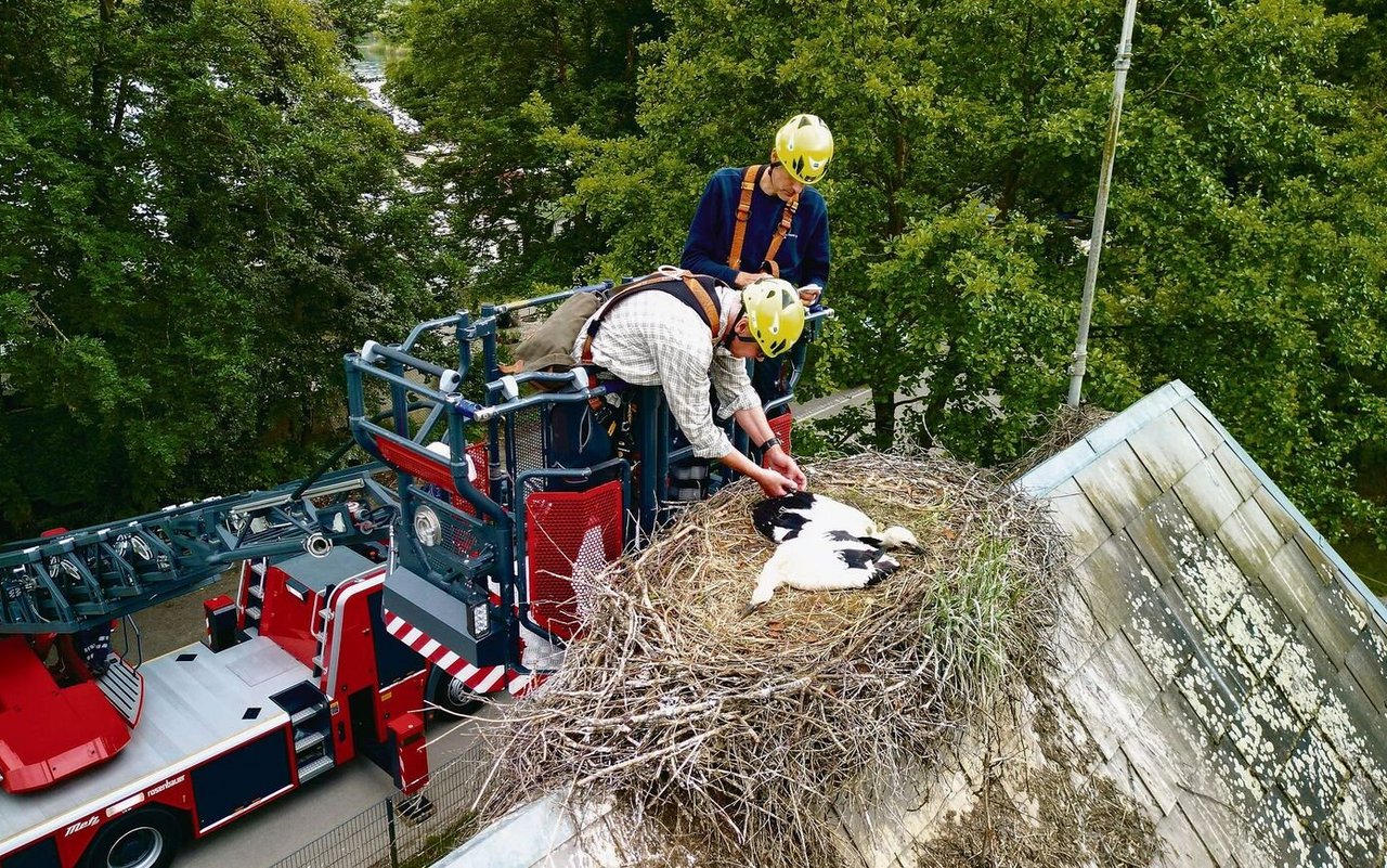 Lorenz Heer (vorne) und Tobias Vogt von der Feuerwehr Solothurn beringen zwei junge Störche.