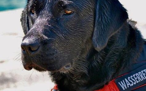 Herbie hatte einigen Menschen wahrscheinlich das Leben gerettet.