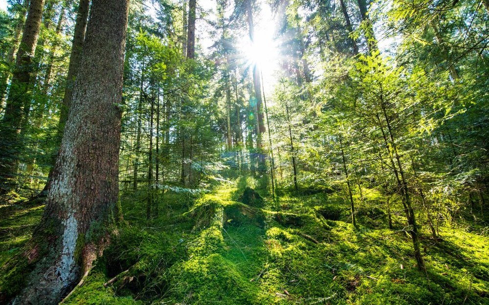 Trotz der anfänglichen Skepsis einer Freundin und der Herausforderungen, einen geeigneten Platz zu finden, führt ein Selbstversuch von fünf Stunden stiller Beobachtung im Zürcher Stadtwald zu einer tiefgreifenden Ruhe und Verbundenheit mit der Natur, die alles andere als langweilig ist.