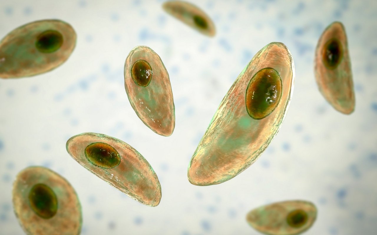 Bakterien können miteinander durch abgegebene Stoffe kommunizieren.