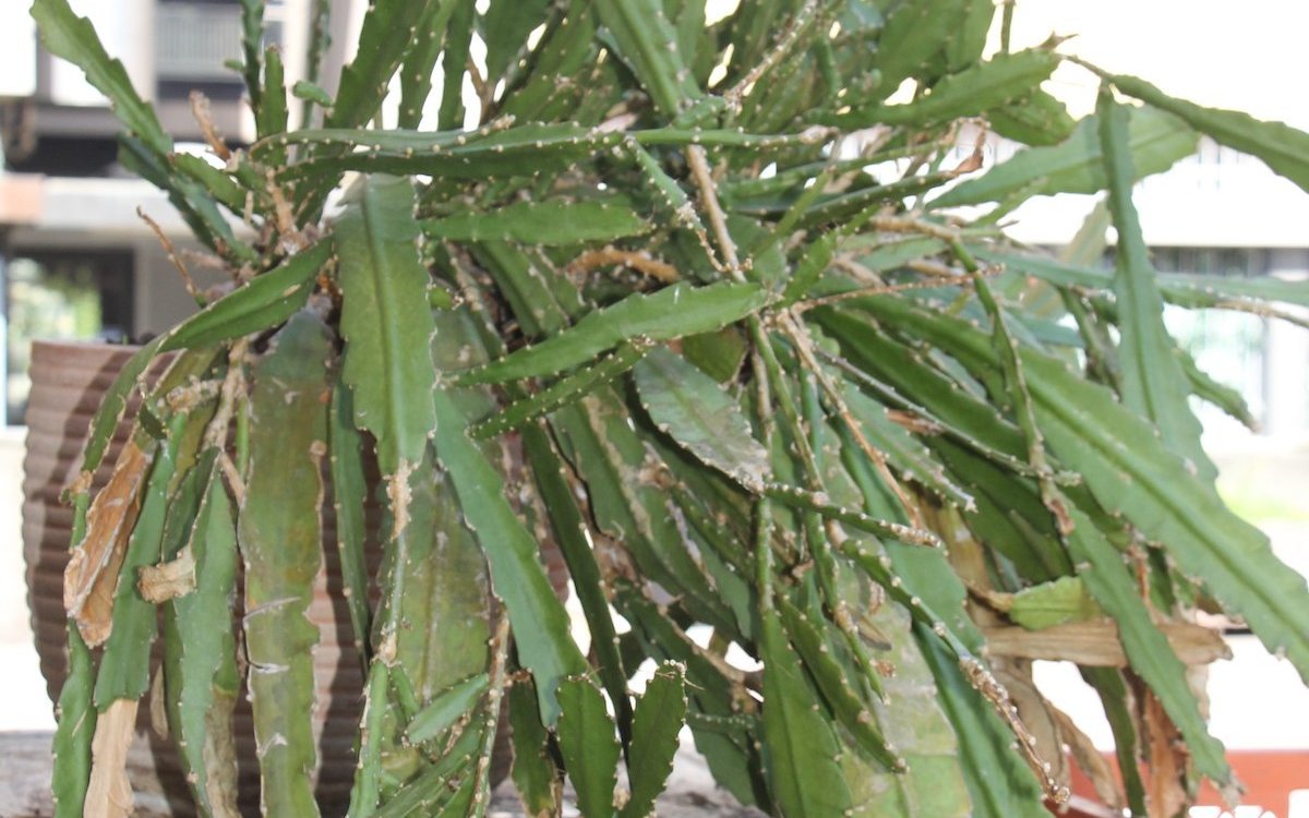 Dieser epiphytische Blattkaktus im Pflanzenbrocki Bern ist viele Jahre alt. 