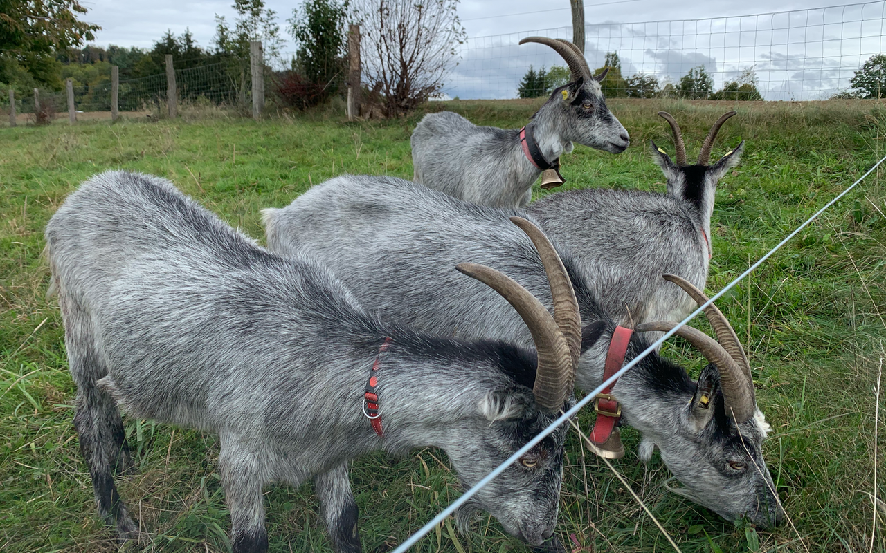 Ziegen gehören zu den Feinschmeckern und suchen sich das leckerste und fetteste Grün aus.