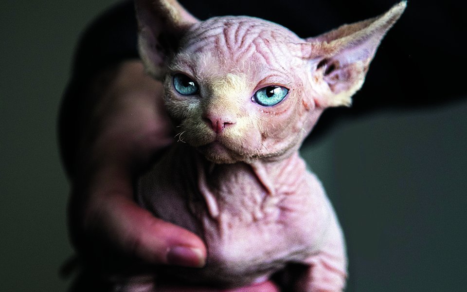 Bullycats leiden unter diversen gesundheitlichen Problemen.