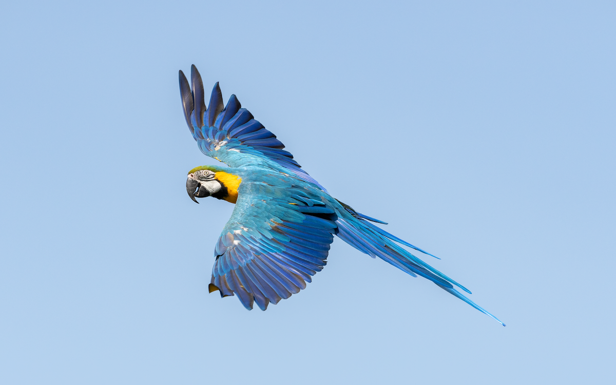 Die Gelbbrustaras im Walter Zoo in Gossau geniessen Freiflug und kreisen am Himmel. 