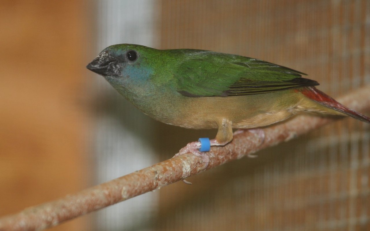 Das Weibchen der Lauchgrünen Papageiamadine ist schlichter gefärbt. 
