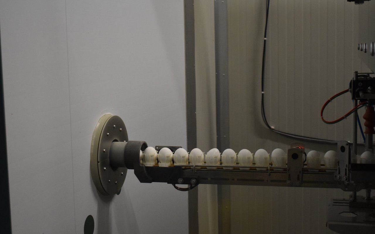 Nur möglich dank künstlicher Intelligenz: die In-Ovo-Geschlechtsbestimmung.