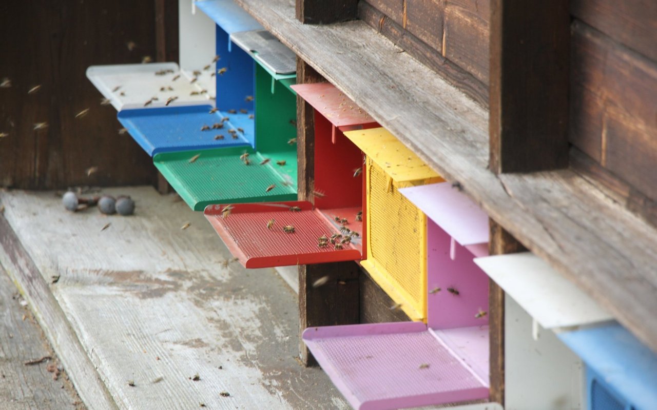 Bei schönem Wetter fliegen die Arbeiterinnen ein und aus um Nektar zu sammeln. 