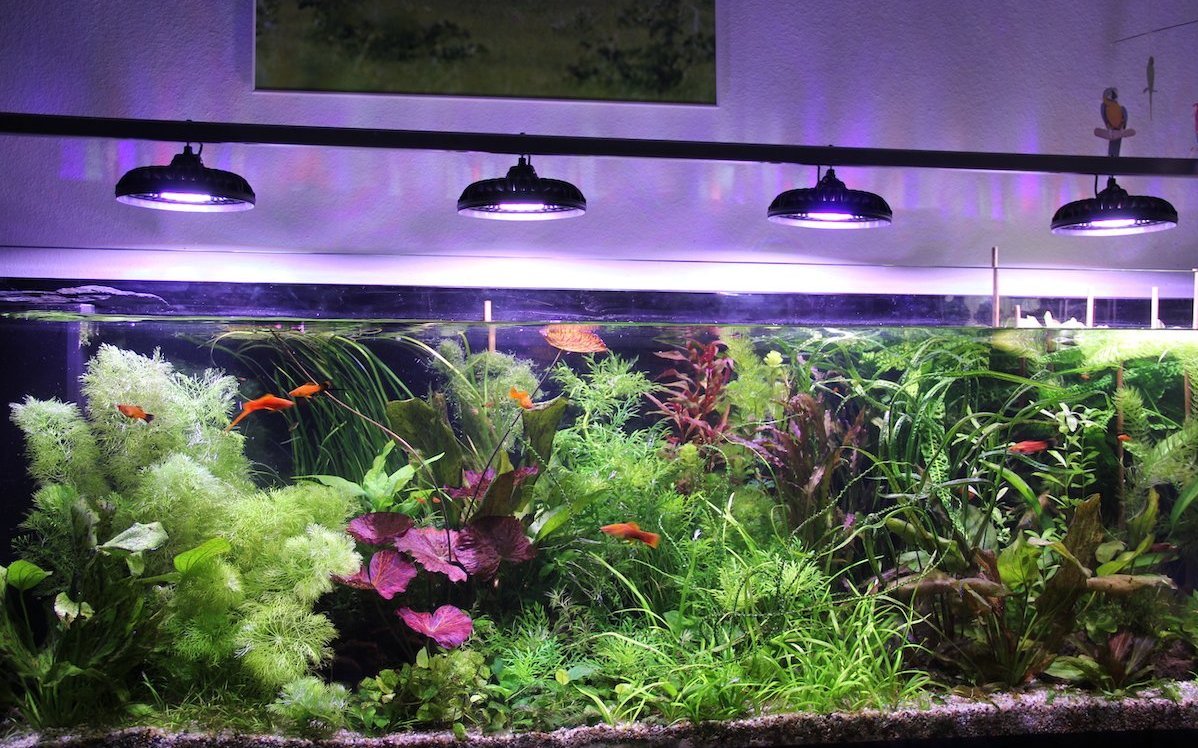 Unter dem Dachverband SDAT finden sich verschiedene Aquarienvereine. Eine Mitgliedschaft ist empfehlenswert. 