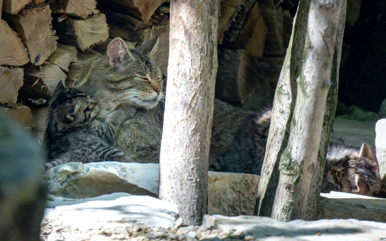 Die Kleinen wiegen bei der Geburt nur ungefähr so viel wie ein «Mütschli».