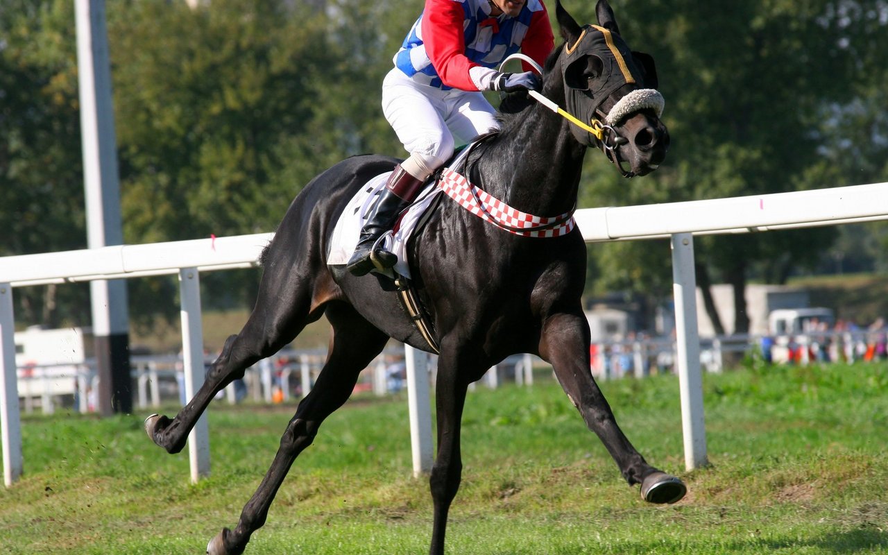 Der Rennsport steht immer wieder in der Kritik: ein Punkt ist die frühe Ausbildung der Pferde. 