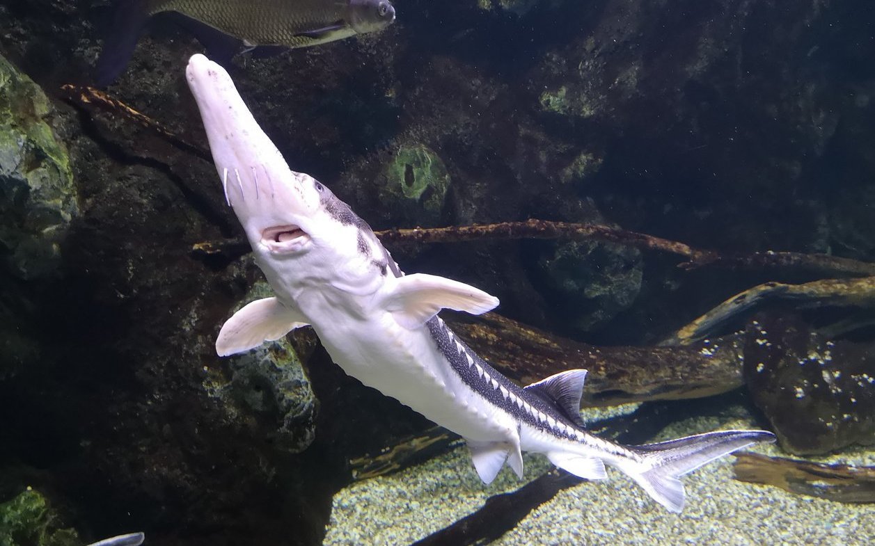 Störe werden hauptsächlich wegen ihrer unbefruchteten Eier (Kaviar), aber auch des Fleisches wegen gejagt. 