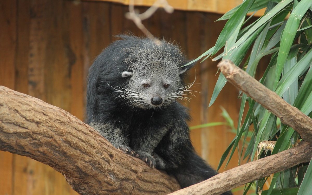 Binturong im Vivarium Darmstadt. 