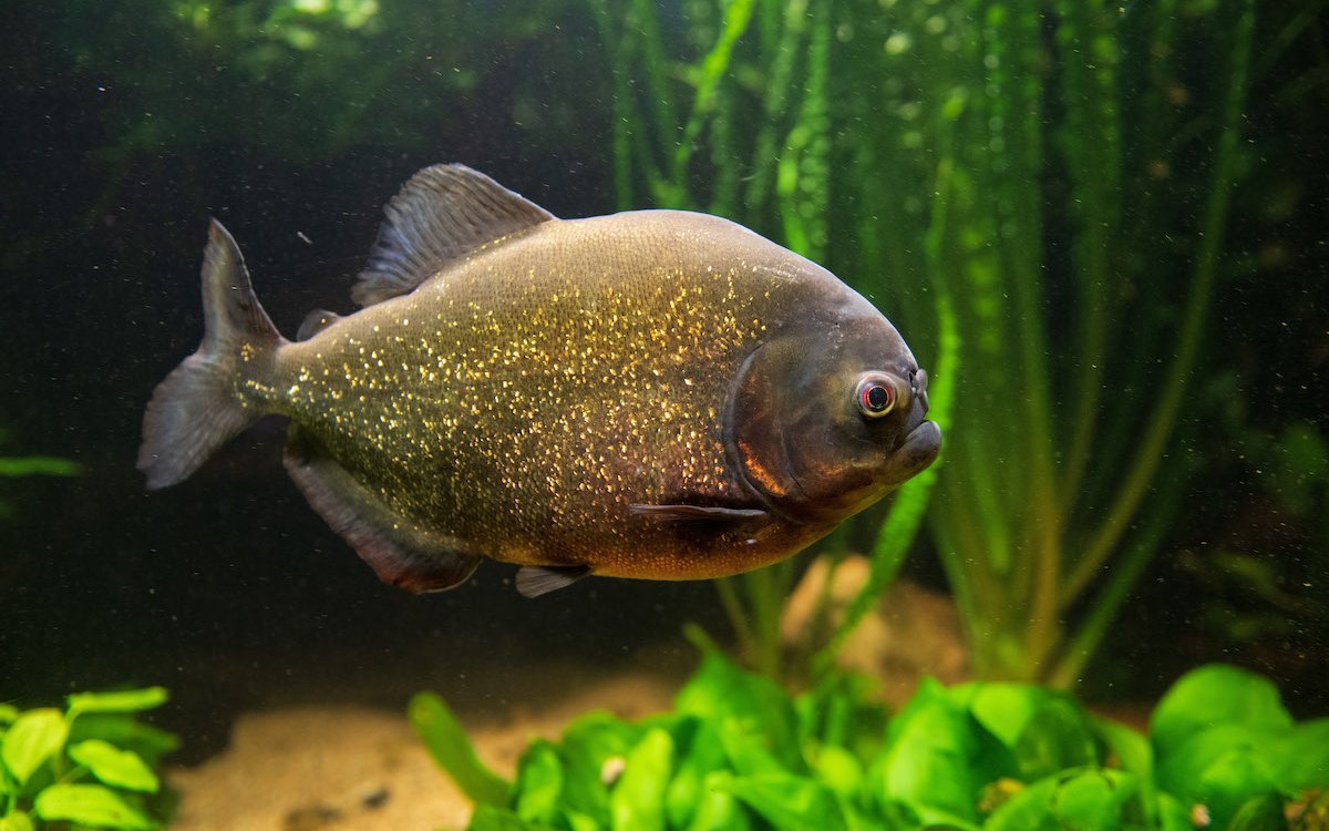 Der Piranha aus Südamerika lebt beim privaten Aquarianer Hans-Jörg Blaser und in einem Schauaquarium des Basler Zoos. 