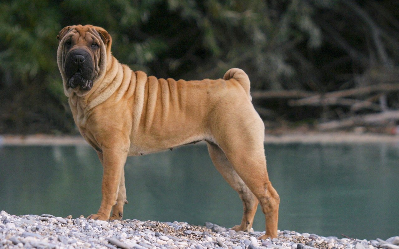 Hautfalten sollte der erwachsene Shar Pei nur noch am Kopf, Schultern und Ruteansatz besitzen.