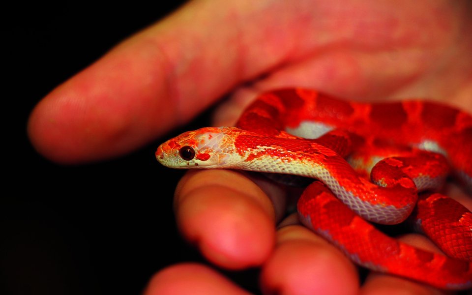 Die junge Kornnatter schlängelt sich über Michel Knuchels Hand. 