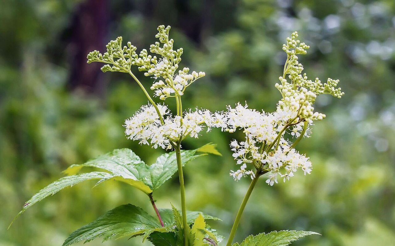 Das Mädesüssist ein Rosen-gewächs, das Salicylsäure enthält.