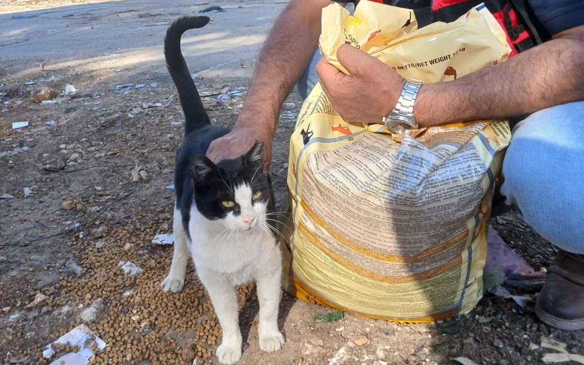 Viele Haus- und Nutztiere würden ohne externe Hilfe verwahrlosen, wenn ihre Besitzer auf einmal nicht mehr da sind. 