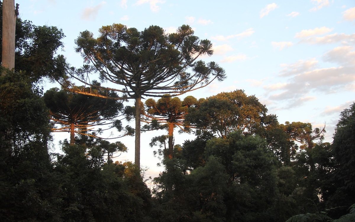 Araukarien sind urtümliche Bäume, die im Departemento Misiones in Argentinien und auch im südlichen Chile gedeihen.  