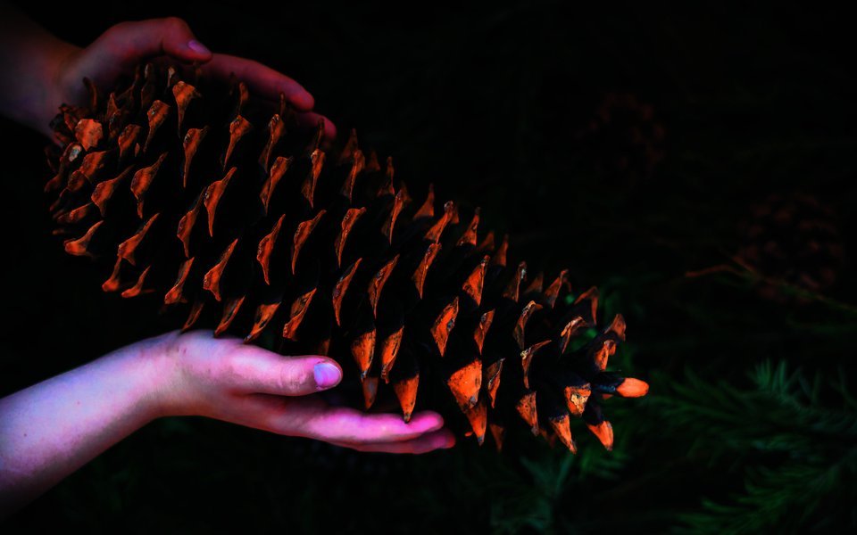 Der Zapfen der Zucker-Kiefer ist der grösste überhaupt.