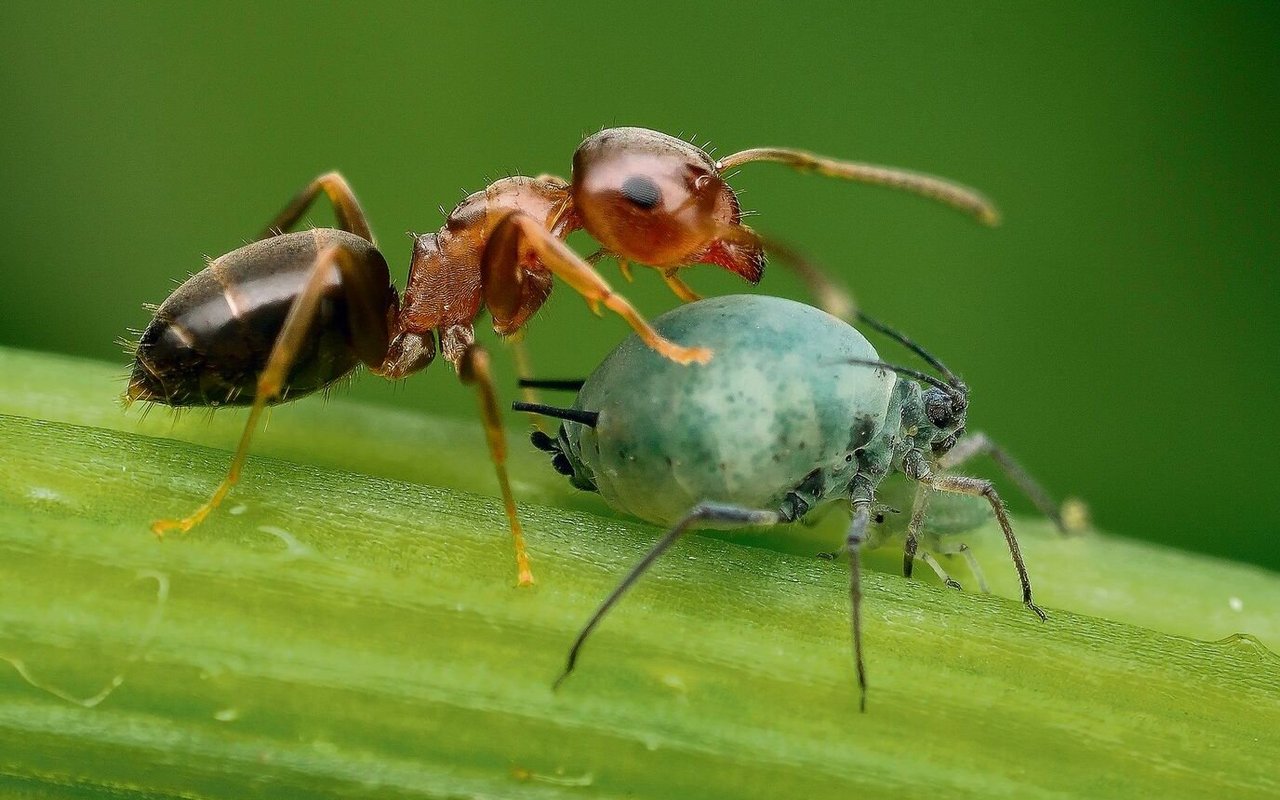 Eine Ameise melkt eine Blattlaus.