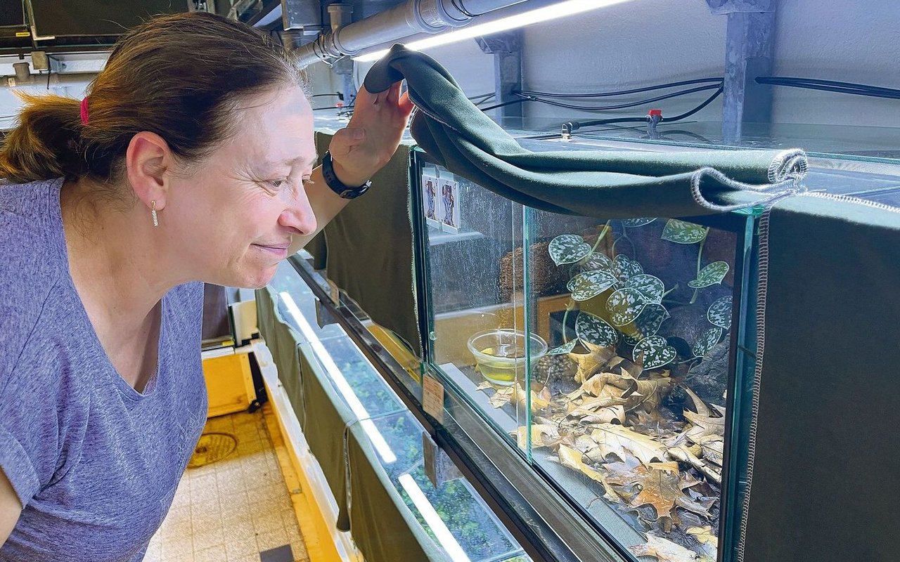 Versuchstierpflegerin Evi Zwygart kontrolliert, ob es den Pfeilgiftfröschen gut geht.