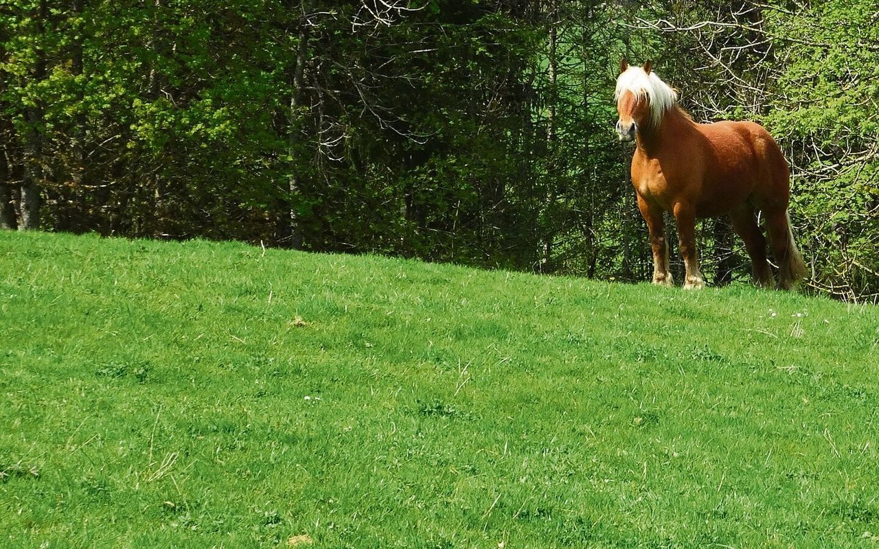 Der Jura ist der Lebensraum von Pferden, durch deren Weiden Wanderer streifen.