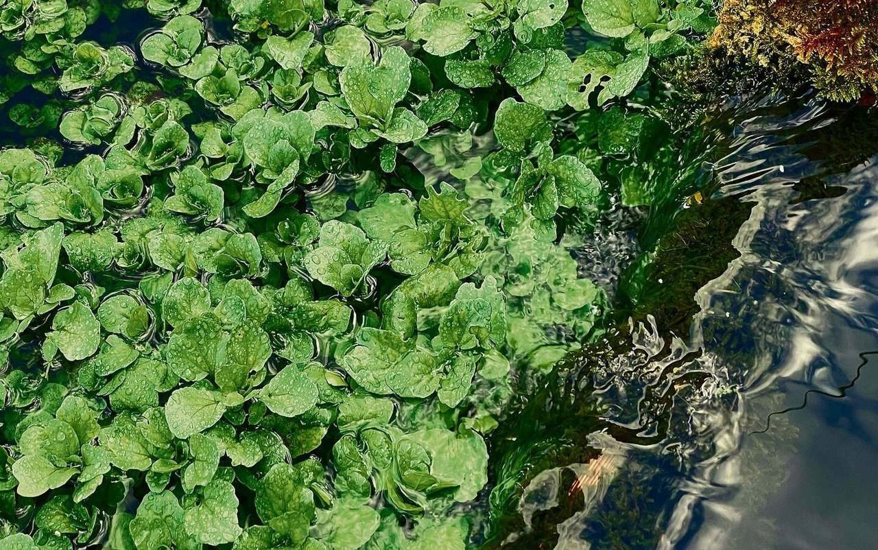In den 30 und 50 Meter langen Betonbecken kann die Brunnenkresse fast rund ums Jahr geerntet werden.
