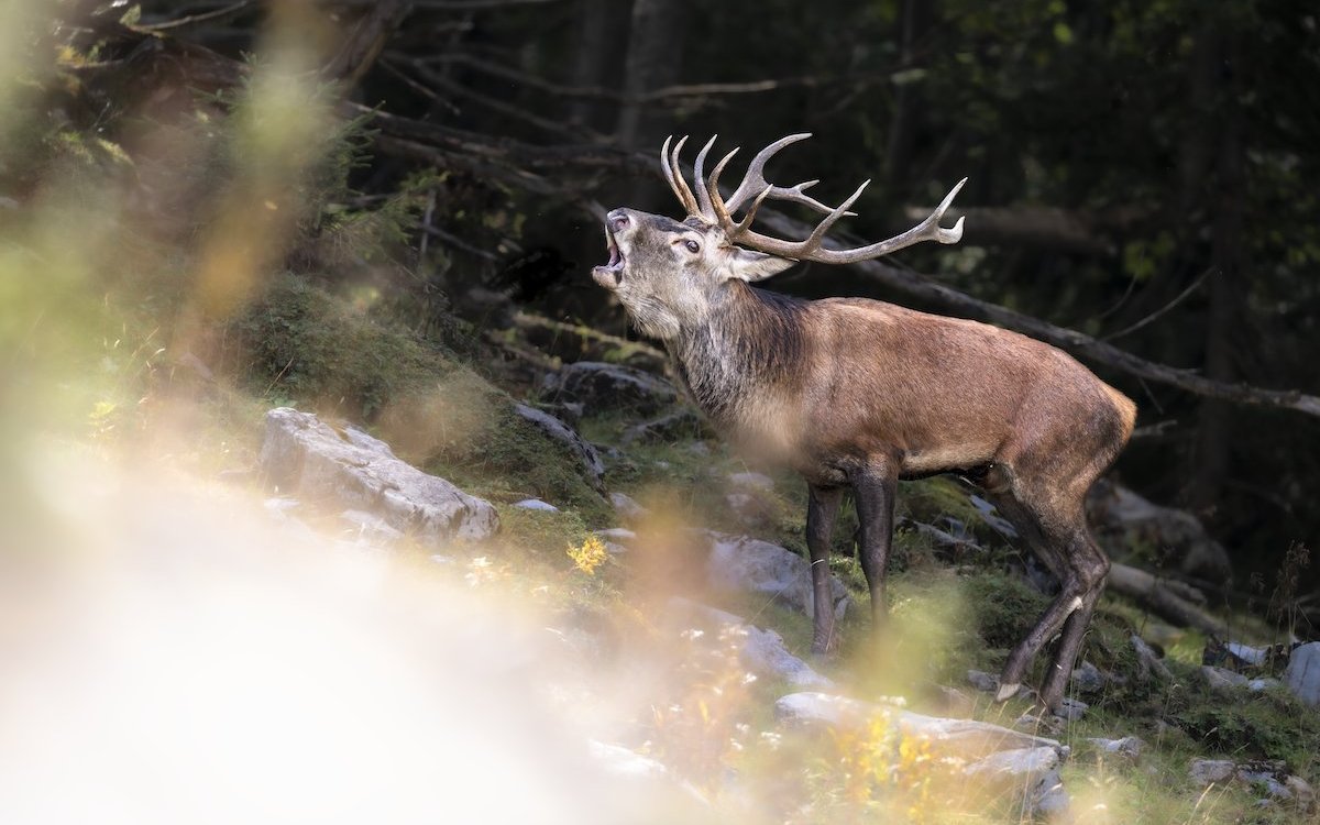 Röhrender Rothirsch im Unesco-Biosphärenreservat Entlebuch. 
